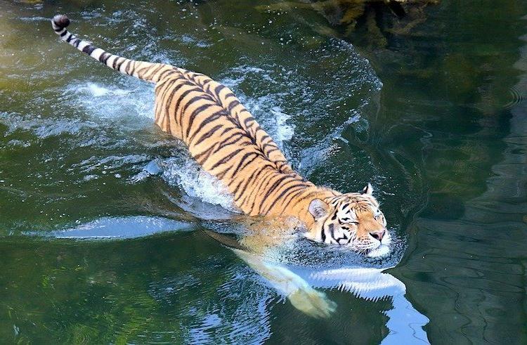 Water-Loving Cats